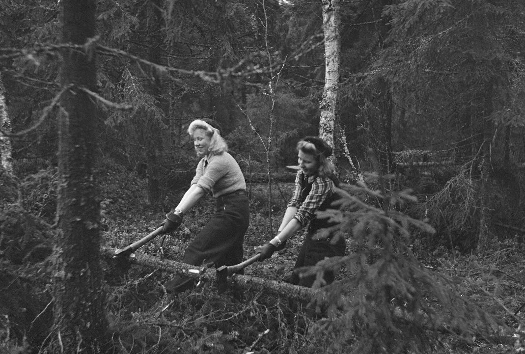 Pehmolelueläimet istuvat suuren lavastekärpässienen alla